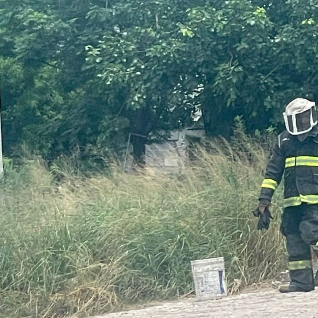 Fatal Ataque de Abejas Cobra la Vida de un Hombre en Matamoros